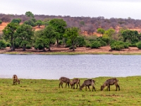 Rezerwat w Chobe (Botswana)